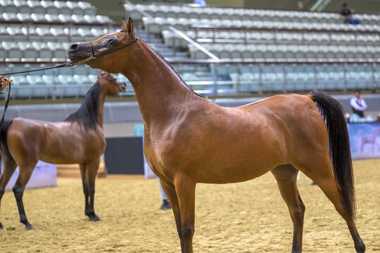 Doha Qatar October 30, 2023: A side view of an Arab horse stands at the Arab Horse Festival