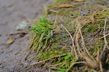 Obraz premium Tufts of grass and moss growing in wet muddy ground