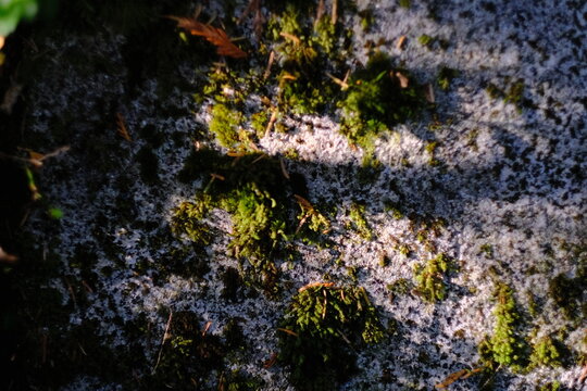 Patches of green moss on a pale rocky surface