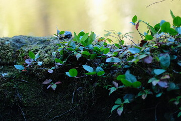 Obraz premium Leafy vines and moss growing over a dark stone surface