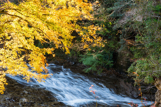 養老渓谷の秋、粟又の滝上部の紅葉風景（千葉県）