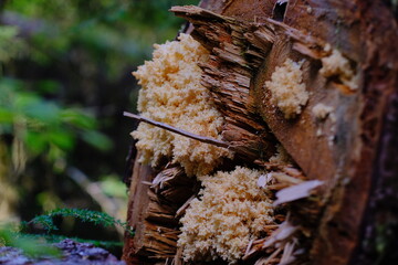 Obraz premium Fungus growing on a log