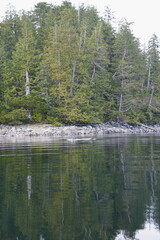 Obraz premium Harbor seal in calm inlet