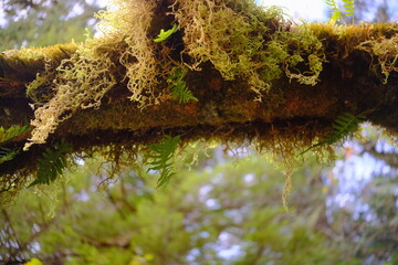 Naklejka premium Moss covered forest floor