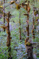 Obraz premium Moss covered bark