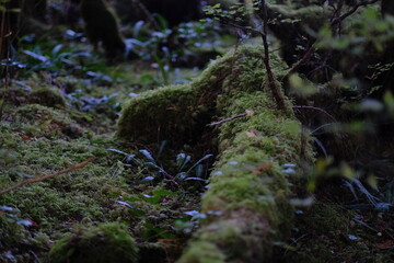 Naklejka premium Moss covered surface