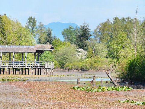 Fishtrap Creek Park during a spring season in Abbotsford, British Columbia, Canada