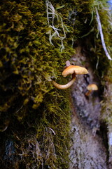 Obraz premium Mushroom and moss close-up