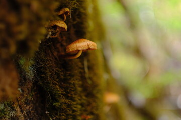 Obraz premium Mushroom on mossy bark