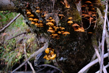 Obraz premium Mushroom cluster in autumn