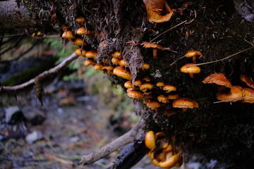 Obraz premium Autumn mushroom cluster