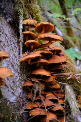 Obraz premium Wild mushrooms cluster