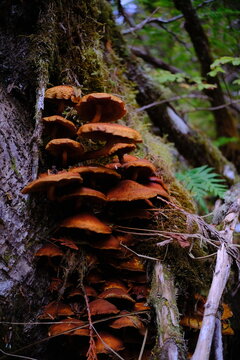 Forest mushroom cluster