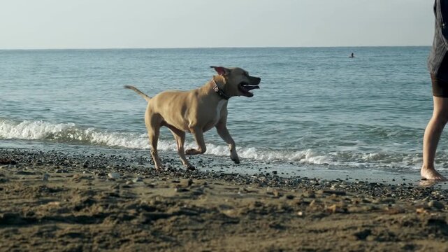 A video of an eight year old female one eyed pitbull playing and having fun with her thirty year old female owner on a sunny morning sandy beach.