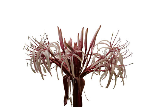 spider lily with rain drops Isolated on transparent background 