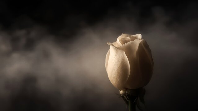 Cream White Single Rose Bud in Dark Mist Closed Ivory Bloom Atmospheric Closeup Macro Floral Portrait Botanical Nature Romantic Garden Plant Photography