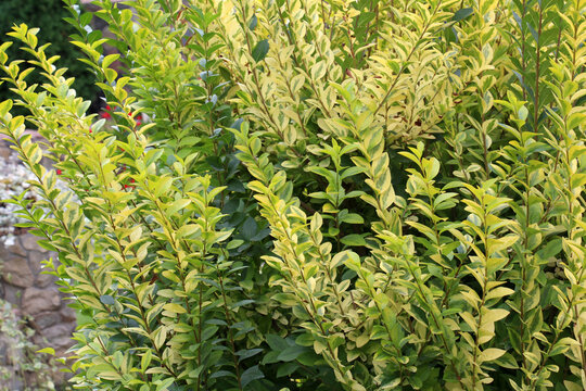 An exceptionally decorative, densely branched California privet 'Aureum' (Ligustrum ovalifolium) shrub grows in the garden.