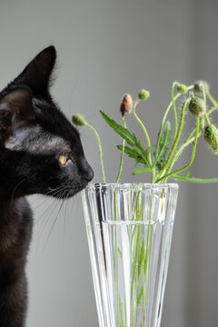 black cat sniffing poppy stems in crystal vase