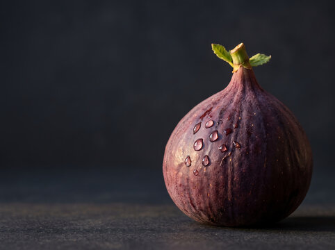 Single ripe fig with water droplets on dark background, close up purple fruit still life for healthy food, organic produce and natural freshness concept.