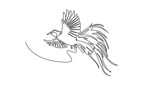 Animated self drawing of continuous line draw an exotic bird of paradise in mid-flight, displaying its widespread wings and flowing ornamental tail plumage in a dynamic. Full length one line animation