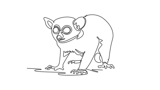 Animated self drawing of continuous line draw a wild tarsier animal staring alertly forward, nocturnal rainforest wildlife, tropical jungle creature biodiversity, eyes. Full length one line animation