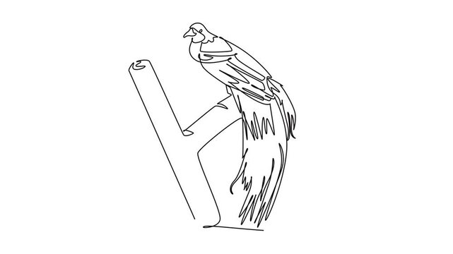 Animated self drawing of continuous line draw bird of paradise perched on tree branch. Its magnificent long tail feathers, and delicate profile in tropical rainforest. Full length one line animation