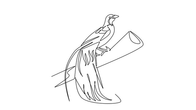 Animated self drawing of continuous line draw a tropical bird of paradise perched high on a diagonal branch, showcasing long ornamental tail feathers, elegant posture. Full length one line animation
