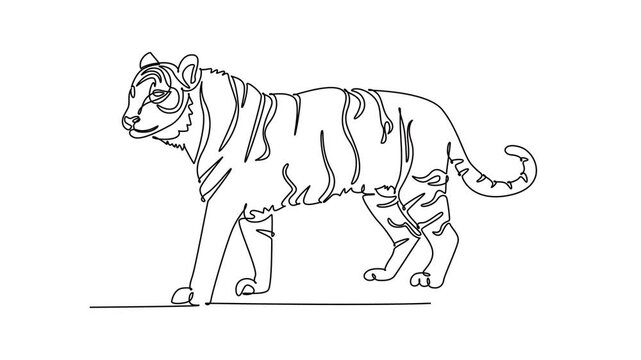Self drawing animation of single line draw wild tiger animal prowling gracefully in the jungle, endangered species conservation, biodiversity, and predator fauna. Continuous line. Full length animated