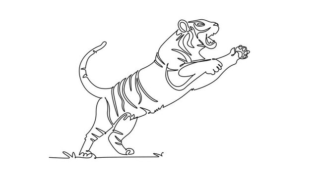 Self drawing animation of single line draw wild tiger leaping forward with open roaring mouth and extended claws, dynamic power of the rainforest apex predator. Continuous line. Full length animated