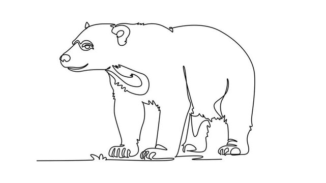 Self drawing animation of single line draw wild sun bear standing on all fours. Stocky body, expressive face and claws, representing tropical rainforest wildlife. Continuous line. Full length animated