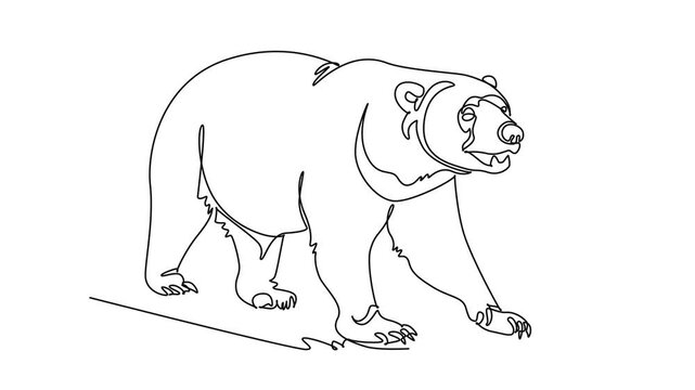 Self drawing animation of single line draw wild bear animal walking forward in nature. Powerful predator wildlife, biodiversity and outdoor wilderness protection. Continuous line. Full length animated