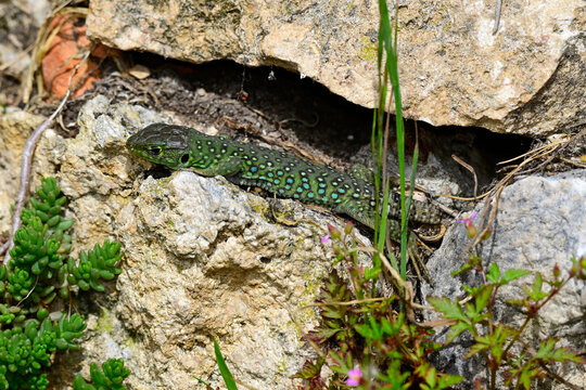 junge Perleidechse in einer Trockenmauer // juvenile Ocellated lizard (Timon lepidus) - Sedano, Burgos, Spanien