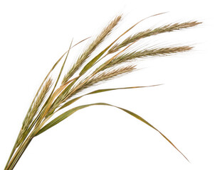 Fototapeta premium Fresh green and dried grass stems as clean cutout