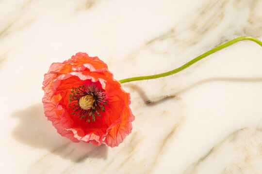 common poppy stem, flower on white marble