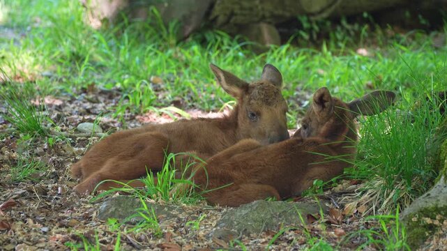 Baby of moose or elk, Alces alces is the largest extant species in the deer family. Moose are distinguished by the broad, flat, or palmate antlers of the males.