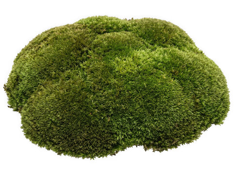 Soft green moss clump with forest moss, patch as isolated object