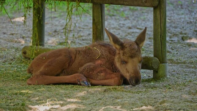 Baby of moose or elk, Alces alces is the largest extant species in the deer family. Moose are distinguished by the broad, flat, or palmate antlers of the males.