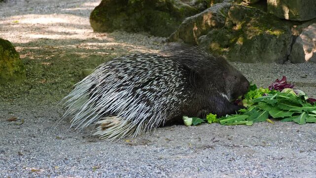 The Indian crested Porcupine, Hystrix indica or Indian porcupine is a large species of hystricomorph rodent belonging to the Old World porcupine family Hystricidae