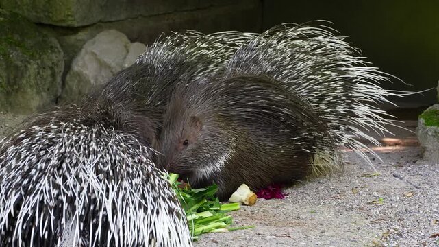 The Indian crested Porcupine, Hystrix indica or Indian porcupine is a large species of hystricomorph rodent belonging to the Old World porcupine family Hystricidae