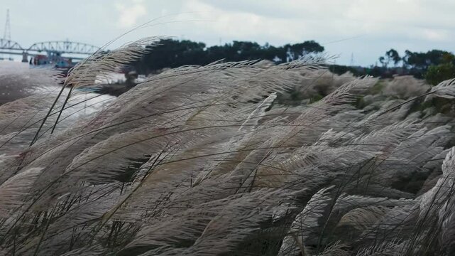 Kans Grass Field With Hardinge Bridge In Background