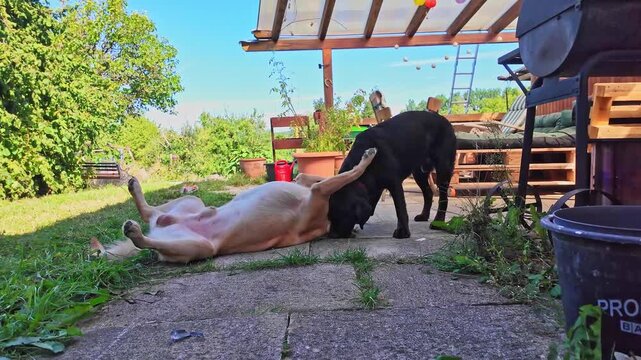 Two Labrador retriever, Canis lupus familiaris hopping around and fighting each other on a grass field. Healthy brown labrador retriever having fun outdoors at Donauwoerth, Bavaria in Germany