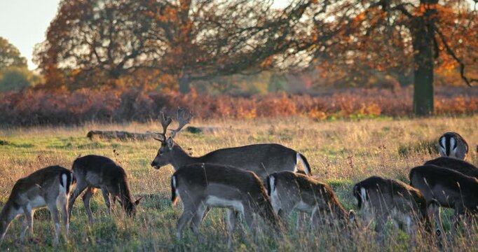 Deer herd grazing in a golden autumn meadow with warm sunlight illuminating the scene, showing a buck with antlers watching over the group in a serene natural landscape at sunset parkland