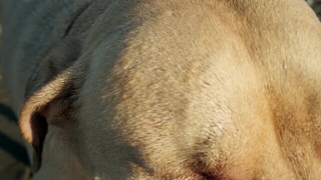 A video of an eight year old female one eyed pitbull running directly toward the camera on a sunny morning sandy beach, bathed in warm golden sunlight.