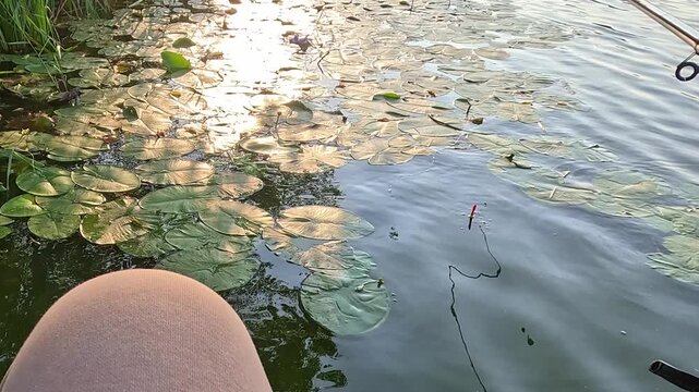 First-person view of the tip of a fishing rod with a red float, casting on the calm water of a lake near lily pads, sunlight reflecting on the surface as an angler waits calmly at a wooden dock.