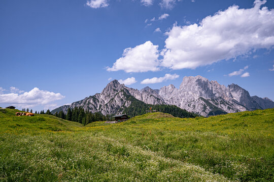 Weite Almwiese mit liegenden Rindern auf der Litzlalm vor der Kulisse der Berchtesgadener Alpen.