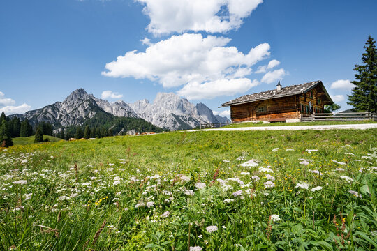Bl&uuml;hende Bergwiese mit Schafgarbe und Almh&uuml;tte vor den Berchtesgadener Alpen.