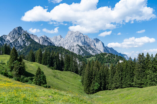 Gr&uuml;ne Bergwiesen und Fichtenwald auf der Litzlalm vor der Kulisse der Loferer Steinberge.