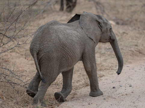 Elefanten Baby im Busch vom Kr&uuml;ger National Park - Kruger Nationalpark S&uuml;dafrika