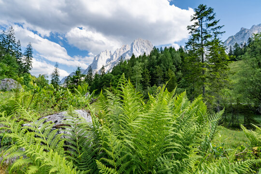 Sattgr&uuml;ner Farn im Vordergrund mit Blick auf die Felsgipfel der Loferer Steinberge.