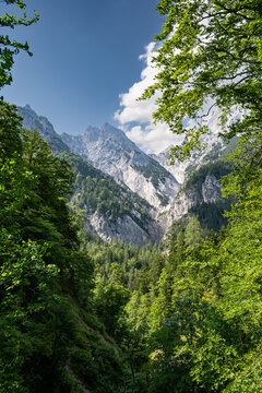 Einblick durch dichtes Buchen- und Bergwald-Bl&auml;tterdach auf die schroffen Felsgipfel der Loferer Steinberge im Hochformat.